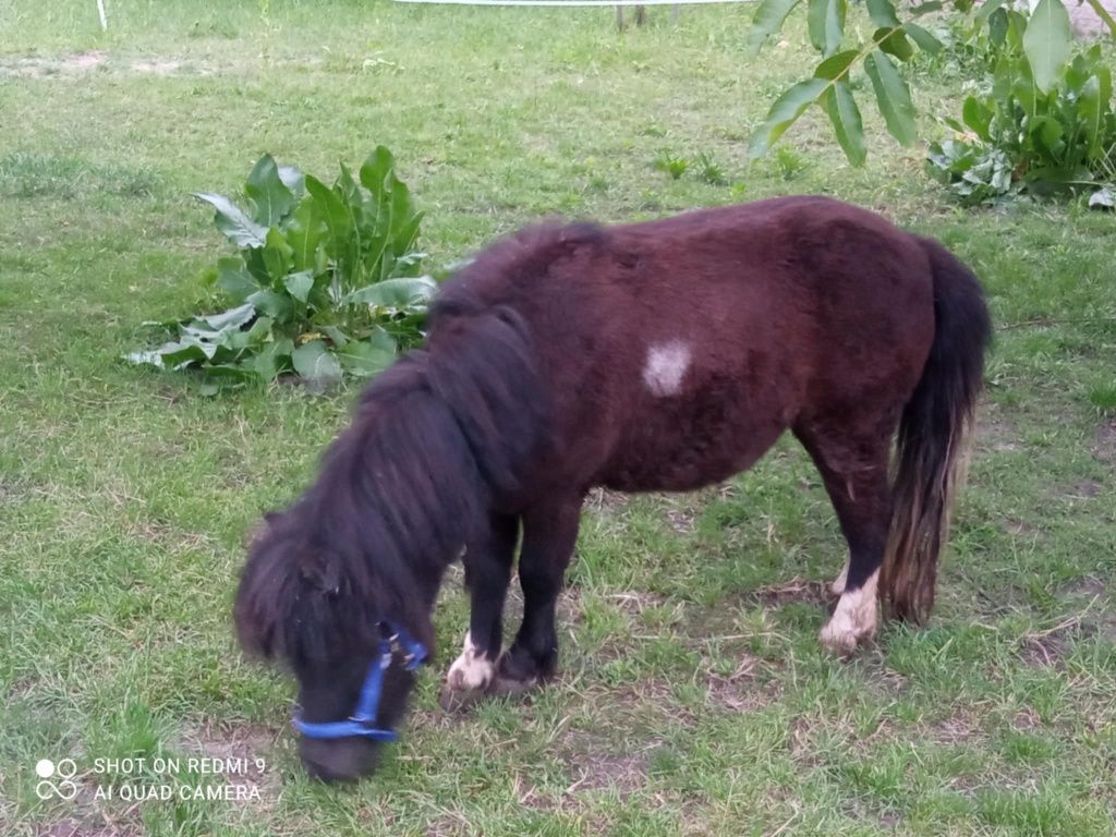 Sprzedam kuckę..