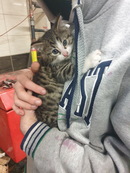 Oddam kotka w dobre ręce.