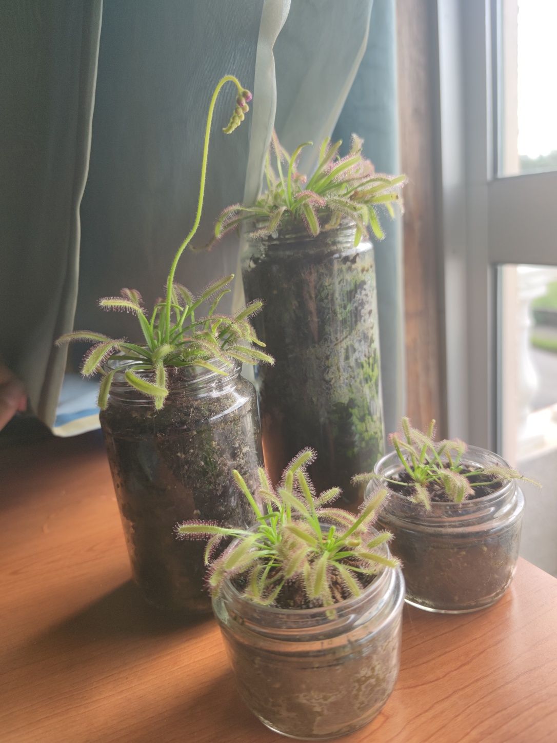 Planta Carnívora, Drosera Capensis