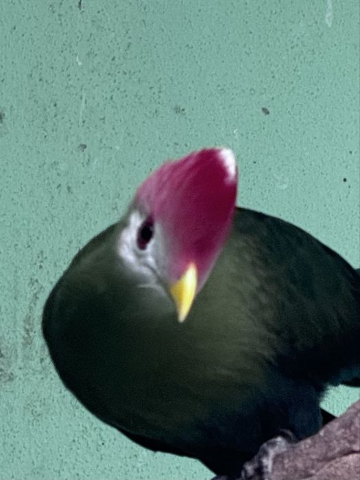 Vendo casal de TURACO CRISTAL