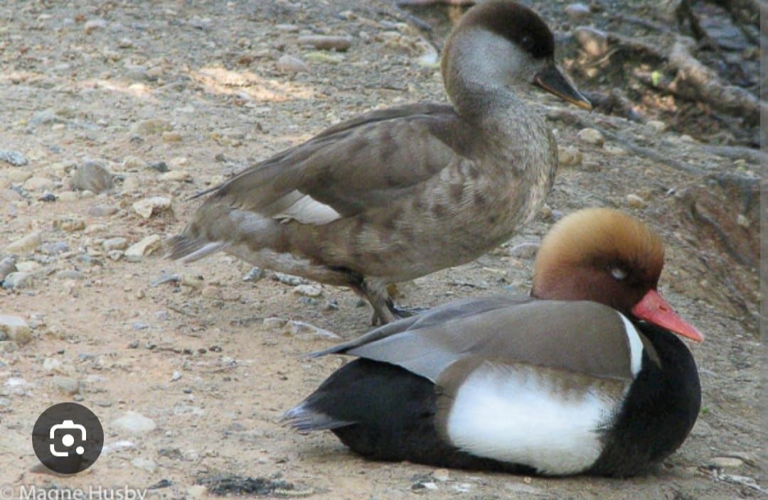 Casal reprodutor netta rufina