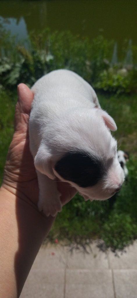 Parson Russell Terrier