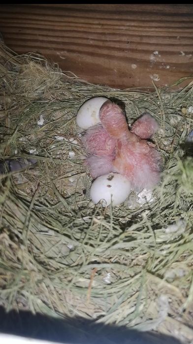 Fishers para criar á mão