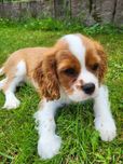 Cavalier King Charles Spaniel - piesek