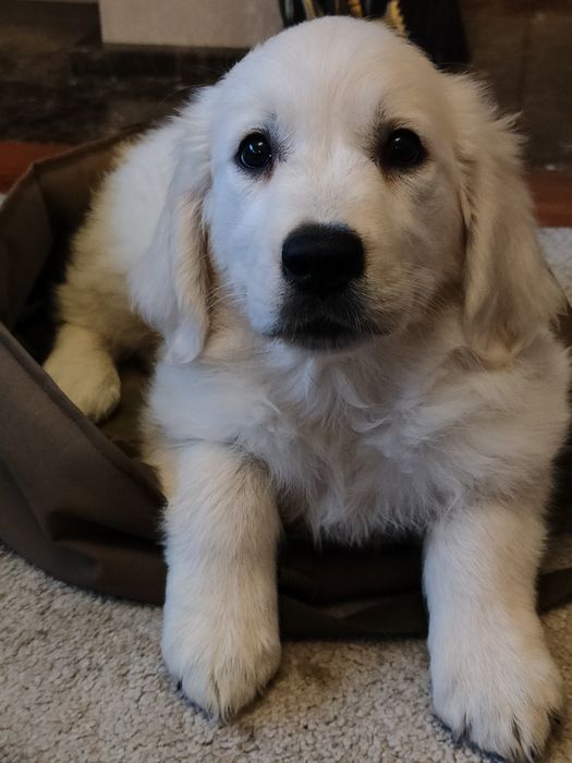 Golden Retriever suczka
