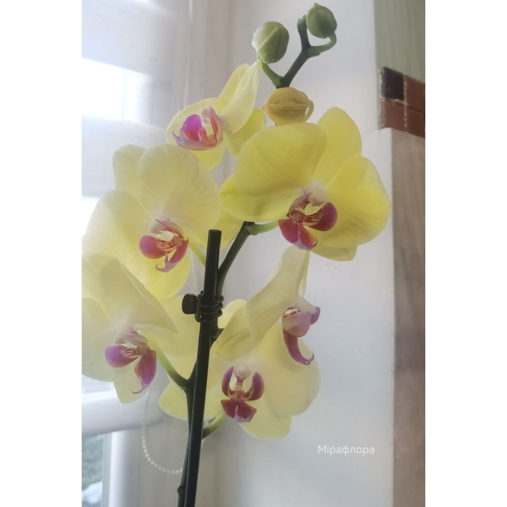 Орхідея Мірафлора