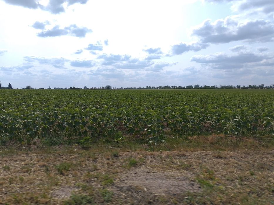 Продаётся земля сельхоз назначения в Никопольском районе