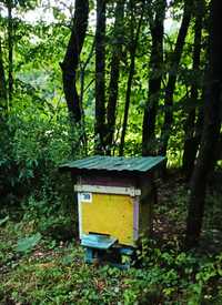 Pasieka pszczoły ule rodziny pszczele