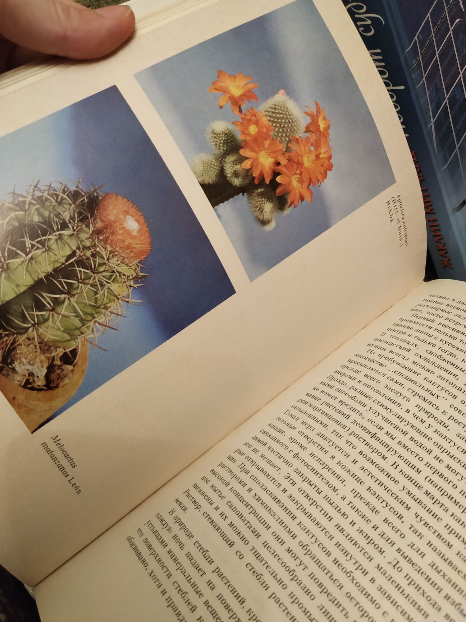 Кактуси Суккуленты кактус суккулент книга Урбан