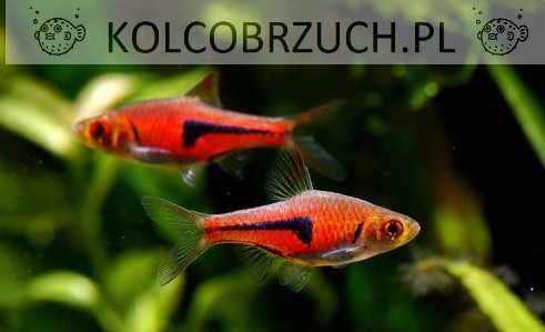 Razbora espei - Trigonostigma espei - Rasbora - dowozimy, wysyłamy