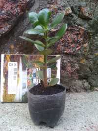 Денежное дерево -   растение с магическими и лекарственными свойствами