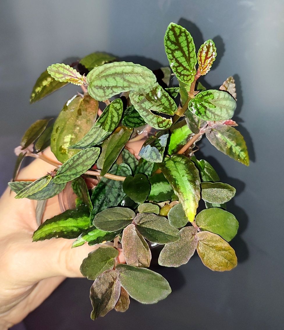 Pellionia repens i pulchra rośliny o barwnych lisciach do terrarium