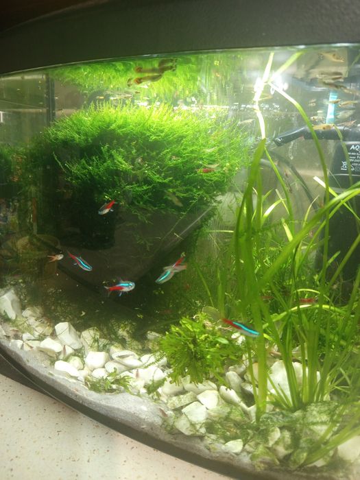 Mech jawajski do akwarium