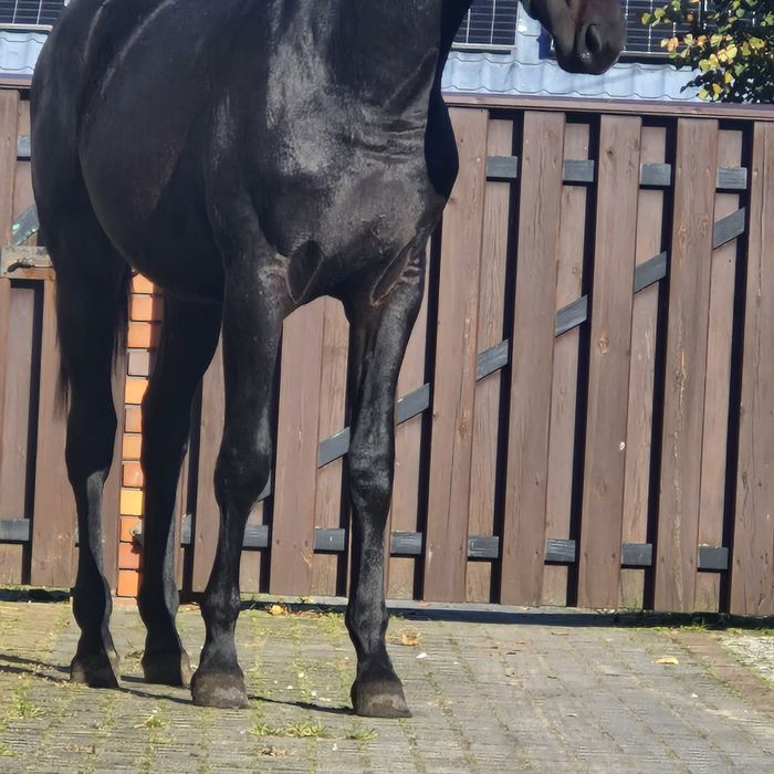 Ogierek wielkopolski