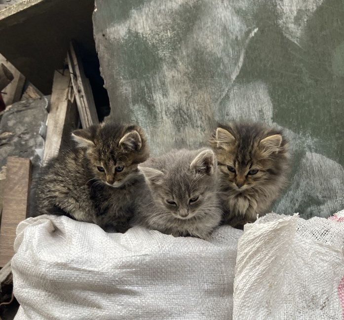 Віддам котят котики