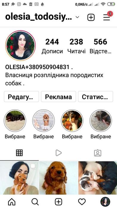 Продається англійська спаніелька