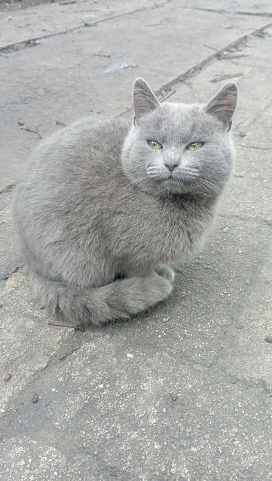 Отдам бесплатно котят, по 6 месяцев. Два мальчика и две девочки