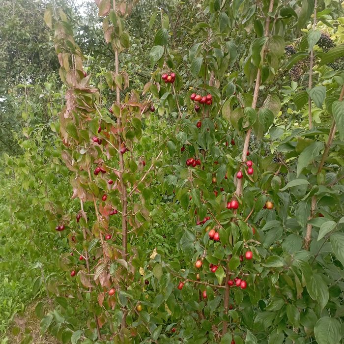 Dereń jadalny z gruntu