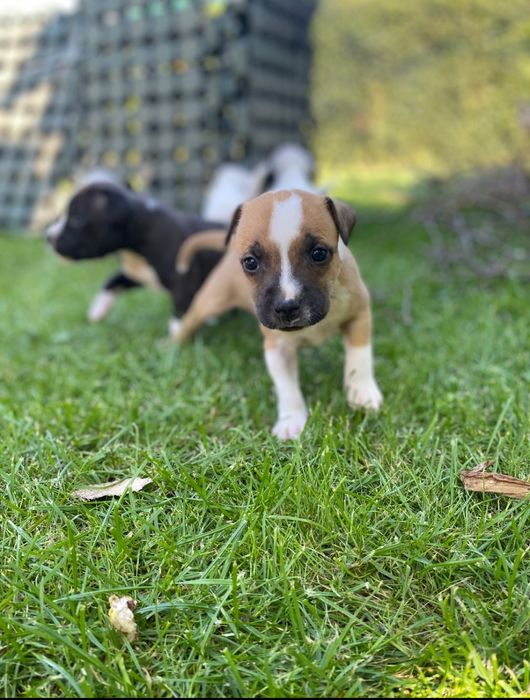 Staffordshire Bull Terrier staffik FCI ZKwP