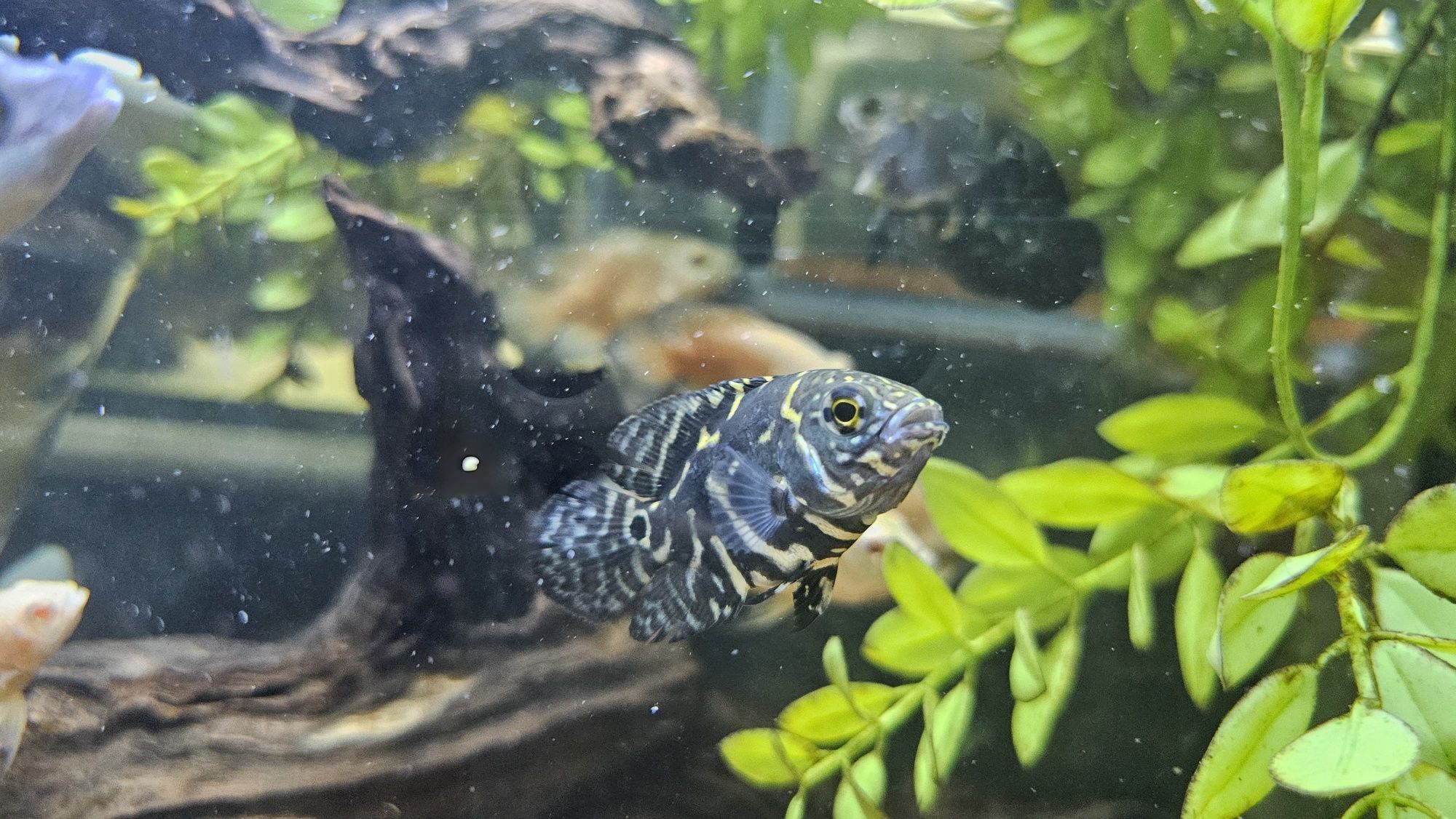 Oscares albino ruby/ mikoljii