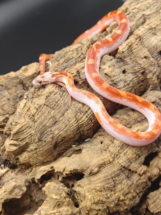 Wąż zbożowy bloodred pied