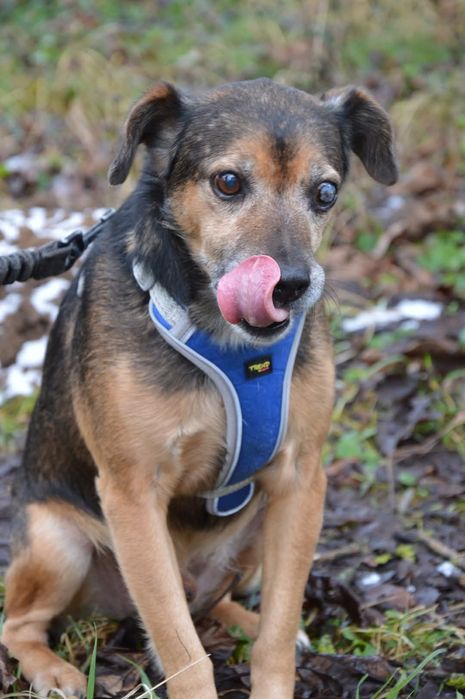 Oddam za darmo- Sympatyczny Kidek szuka domu