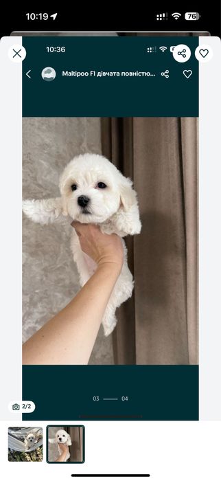 Мальтезе W h i te ‼️ мальтипу.: Мальтіпу