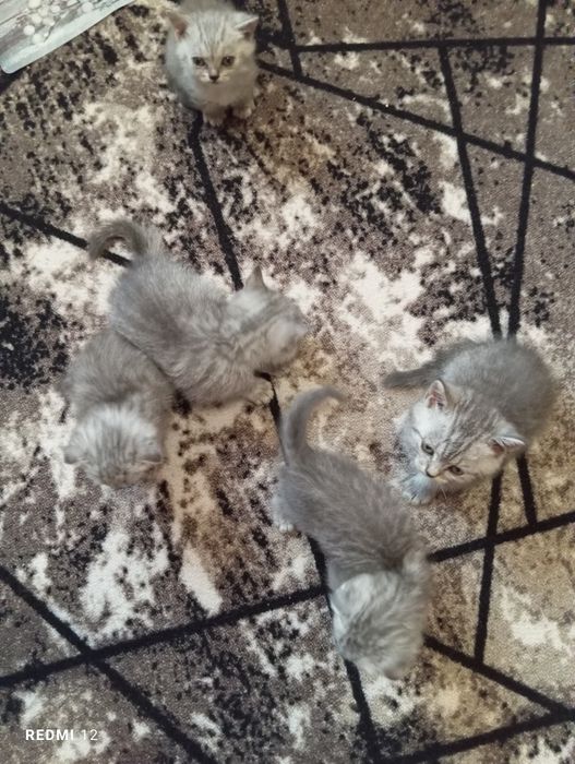 Шотландские котята