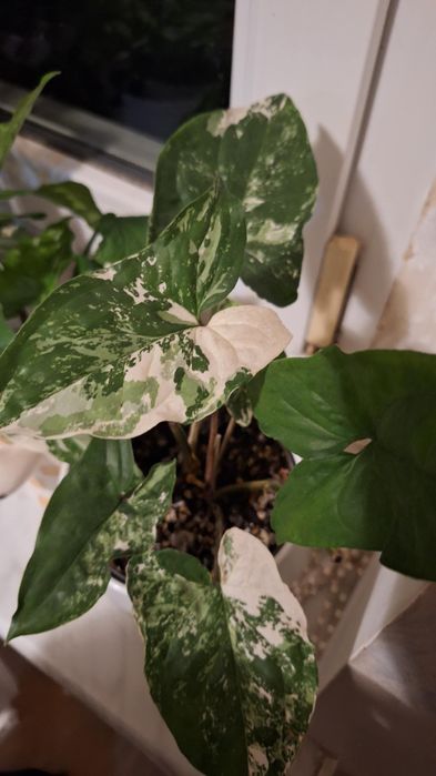 Monstera, syngonium, trzykrotki