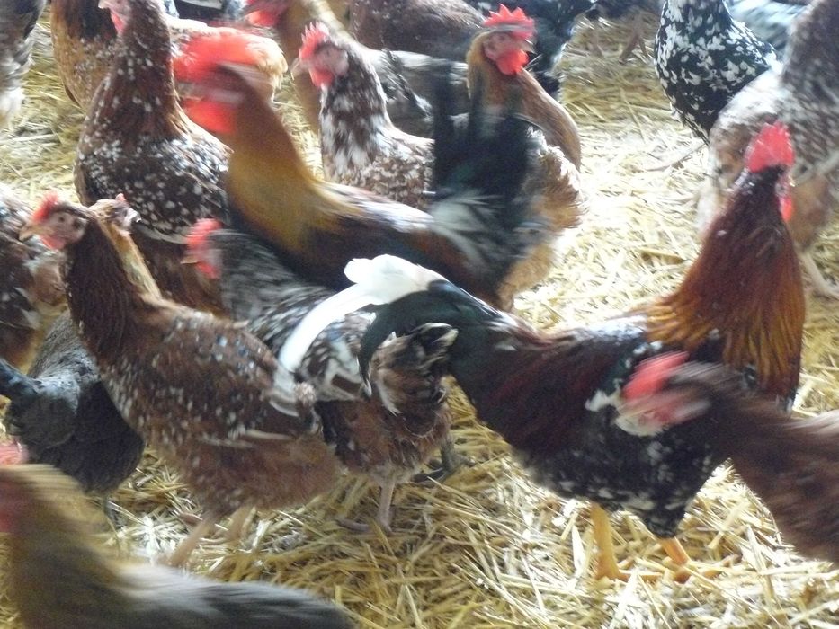 Zielononózka , Tenczanka , Trikolor jajka lęgowe kur niosek - wysyłam