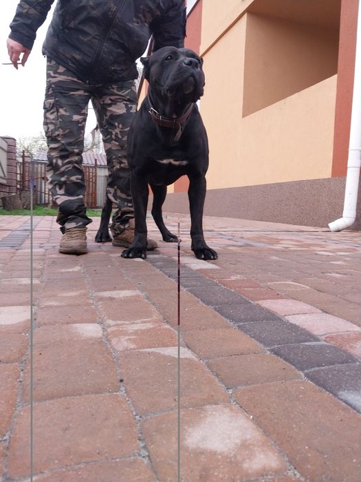 Вязка Кане корсо