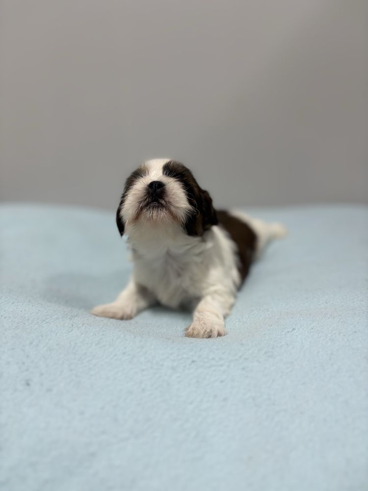 Szczeniak Shih Tzu - LEO