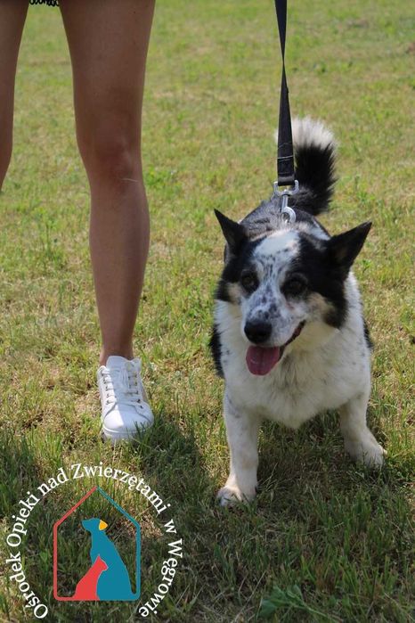 Uroczy, spokojny, łagodny, uczuciowy - lubi spokojne spacerki