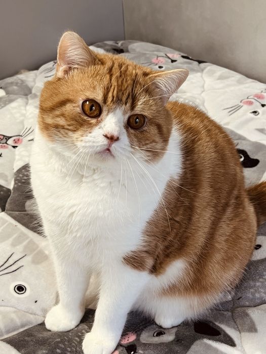 Шотландський короткошерстий хлопчик.