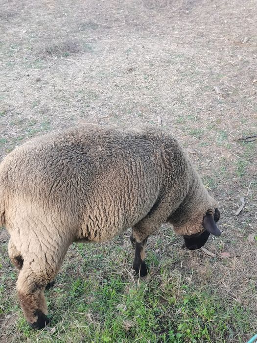Borrego filho de Sulffox