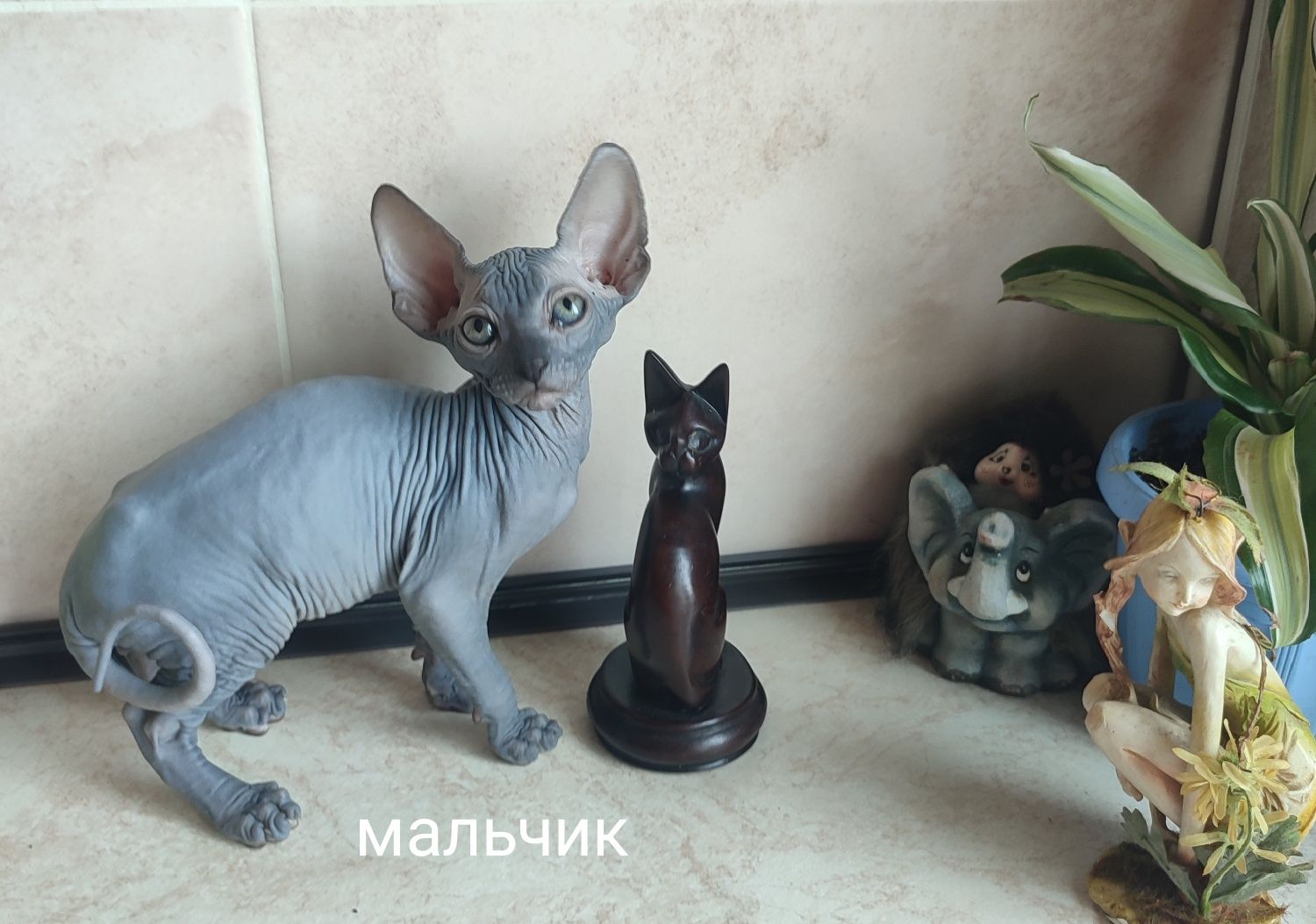 Котята сфинкс эльф