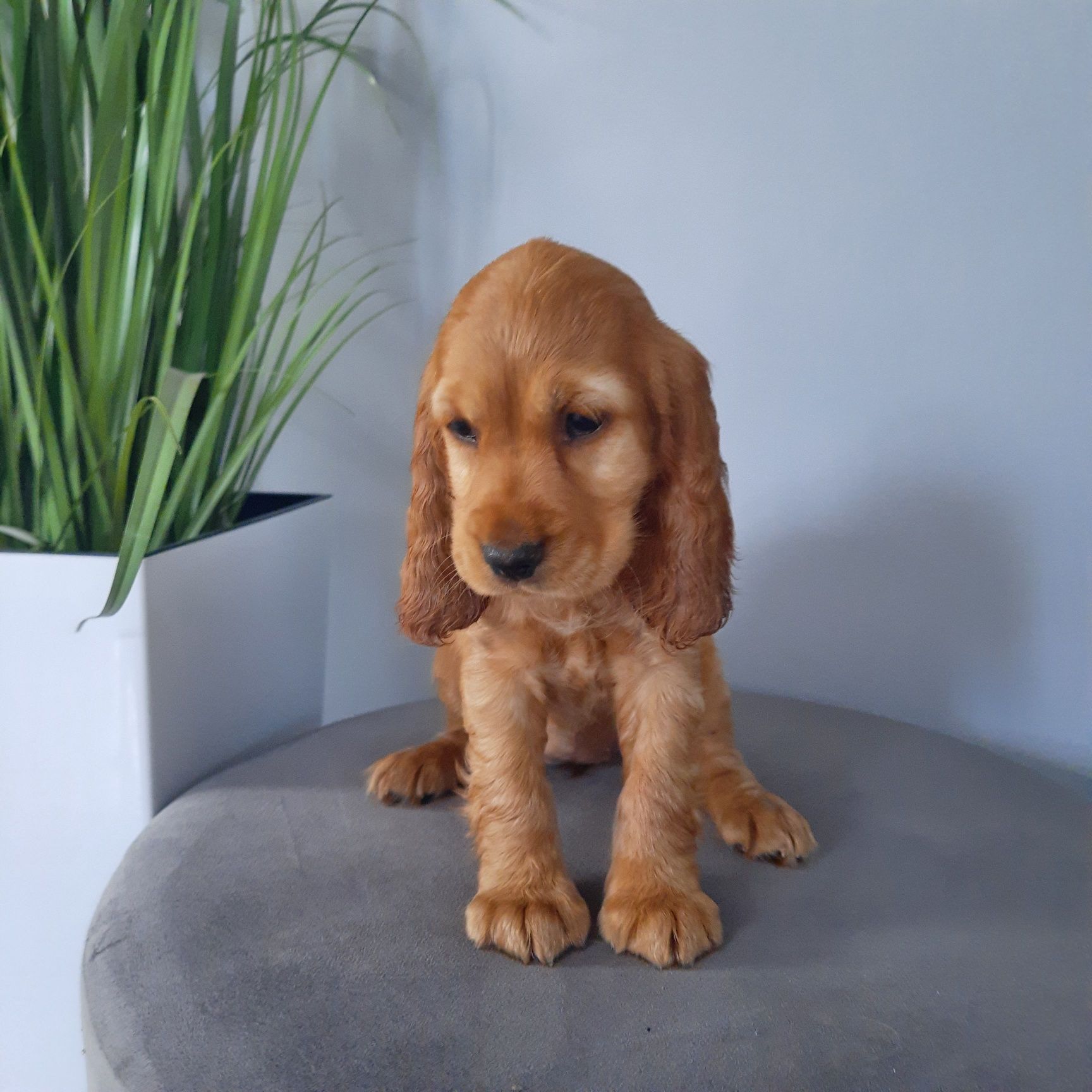 Cocker Spaniel Dziewczynka