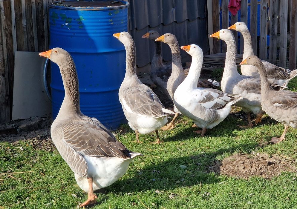 Sprzedam Gęsi młode