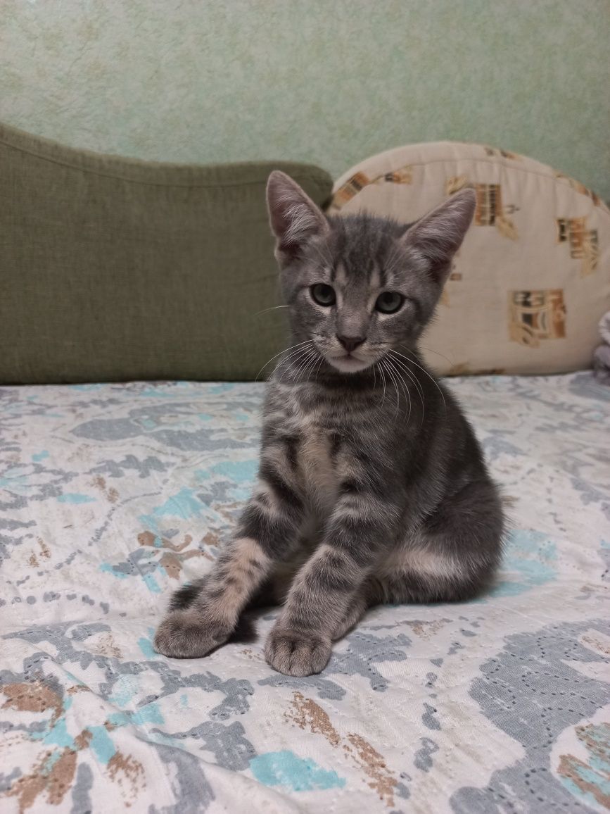 Котшенятам потрібен дім!