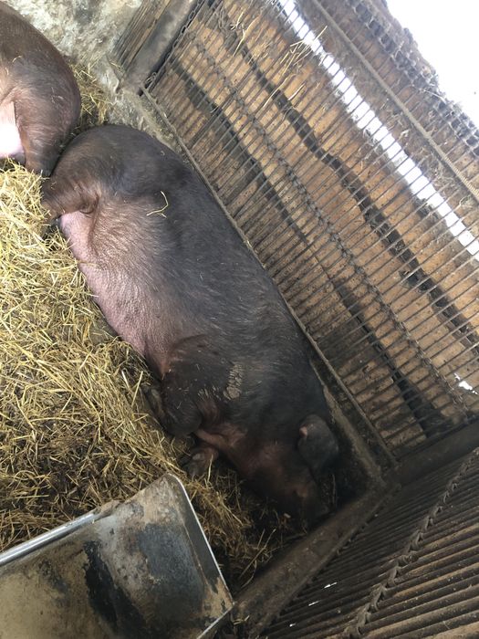 Свиня дюрок    180кг