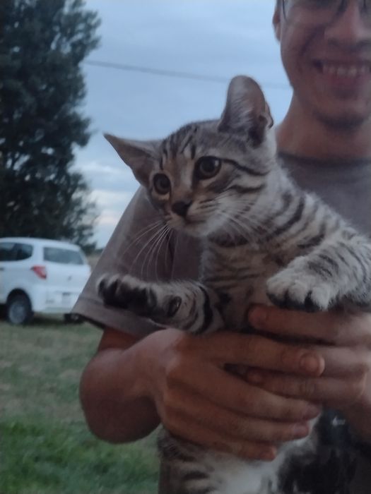 Oddam śliczne małe kotki w dobre ręce