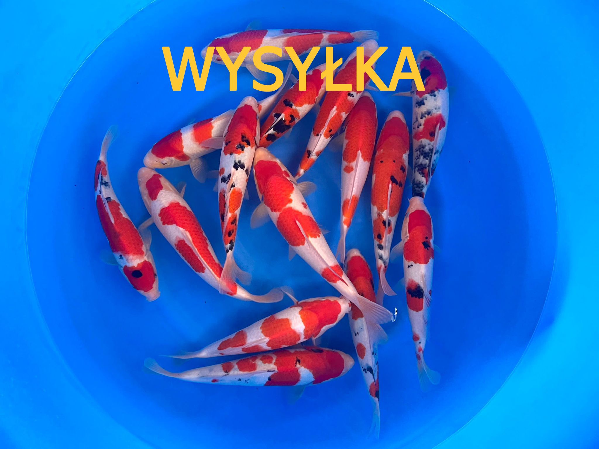 Karpie koi do oczka wodnego legalna szybka wysyłka