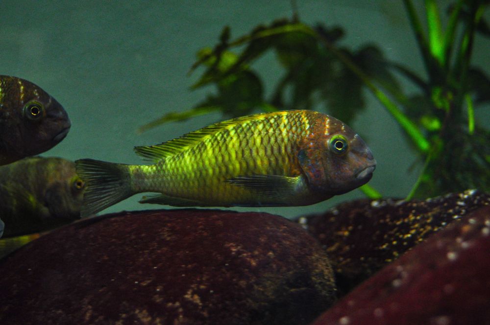 Tropheus nkonde, ciclideos africanos, Tanganyika