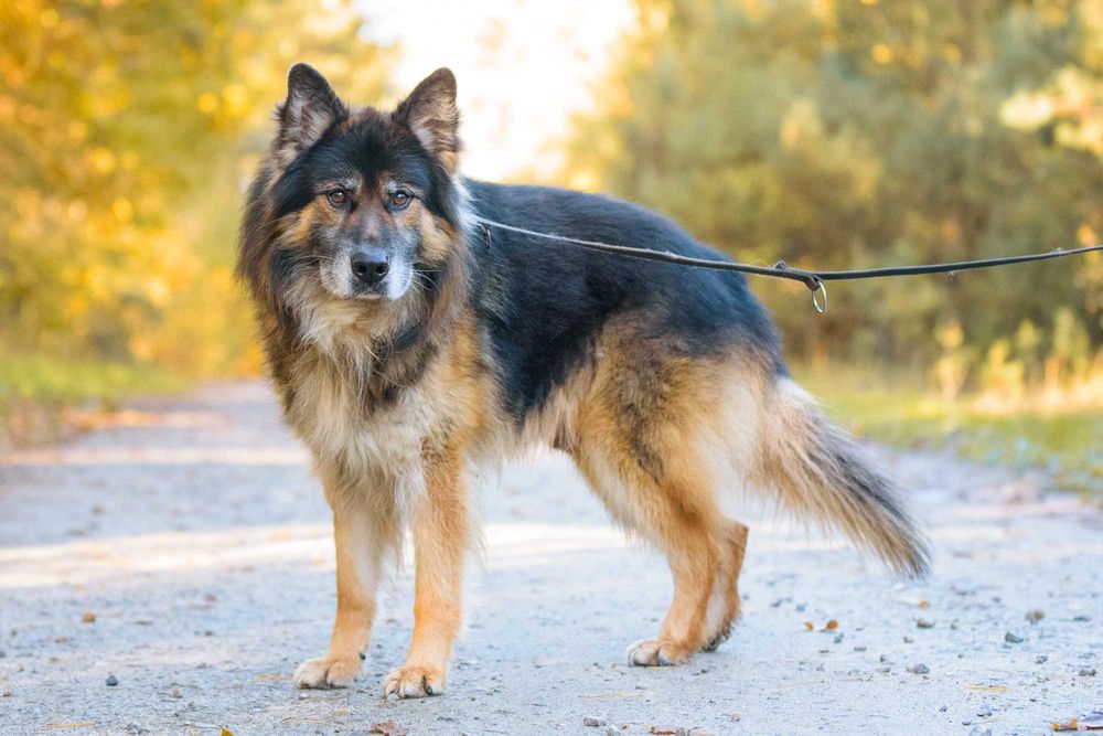 Odino: pluszaty, przyjazny, mądry owczarkowy psistojniak