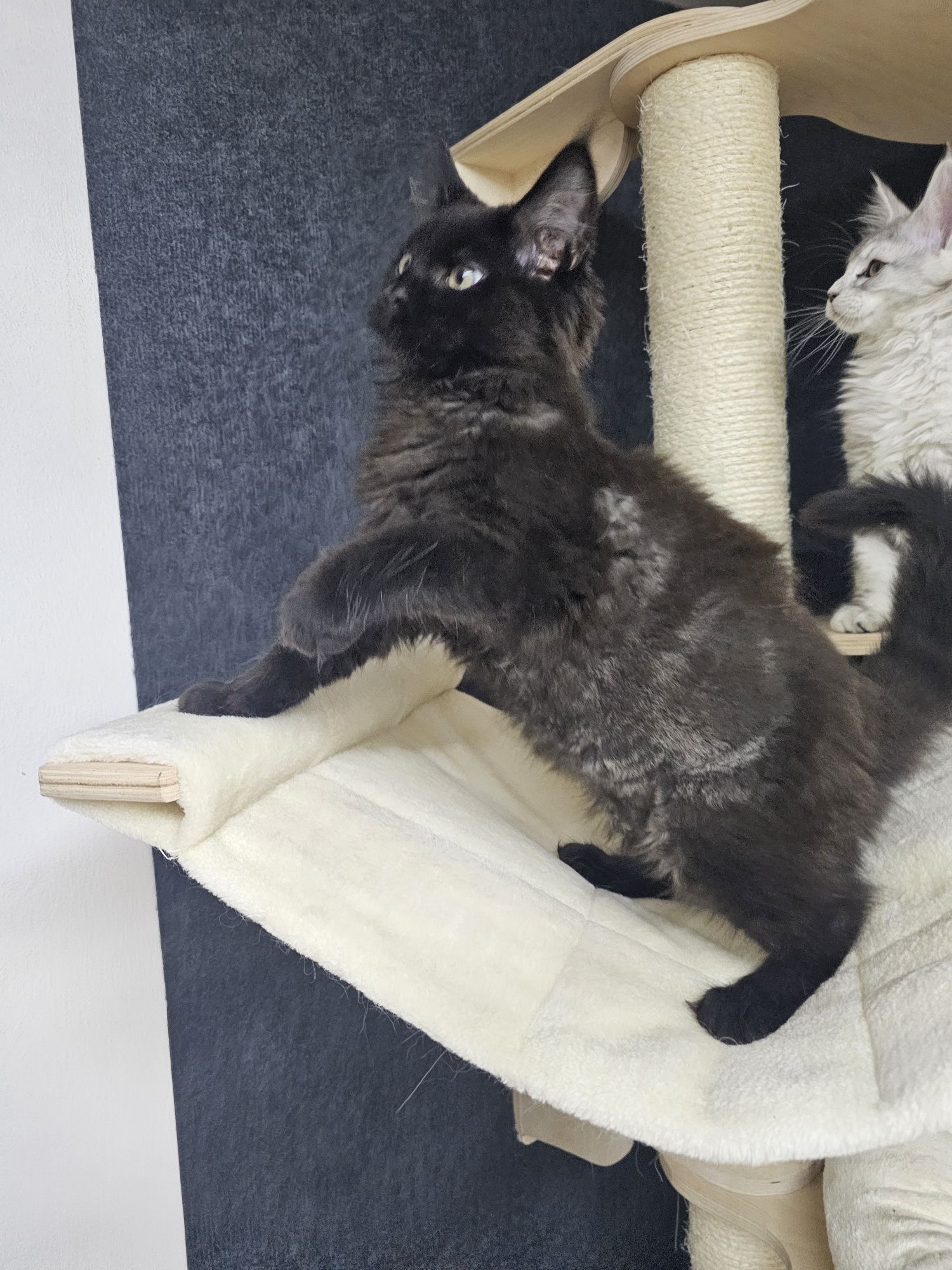 Maine Coon kocurek