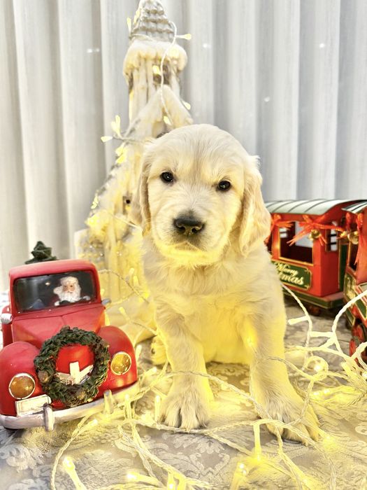 Golden Retriever menino