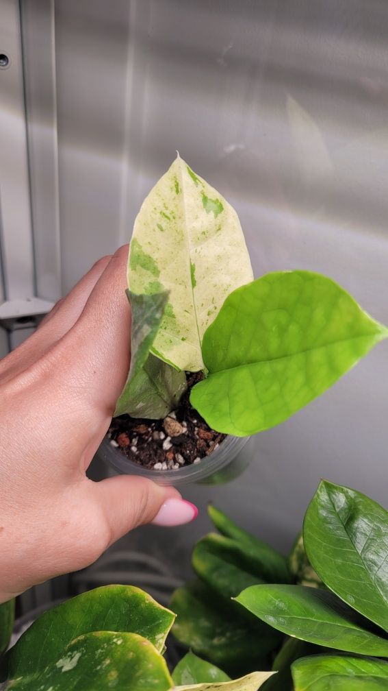 Zamioculcas Long leaf variegata