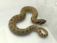 Heterodon zachodni / Anaconda het Albino / Samiec / ala Pinstripe