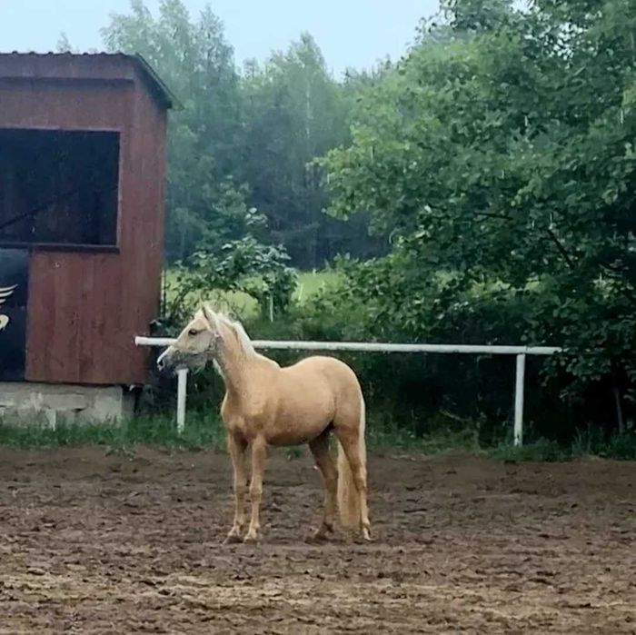 Kucyk w typie walijczyka