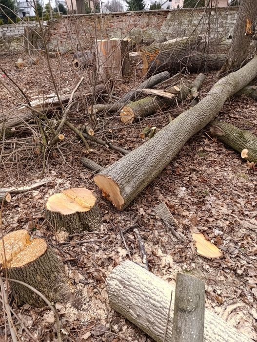 Za darmo wycinka usuwanie drzew